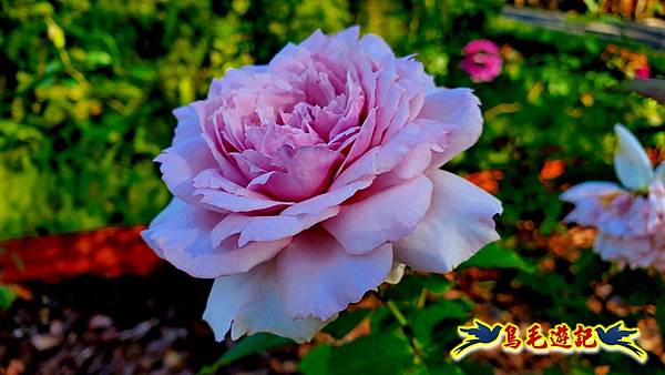 2025士林官邸菊展 (51).jpg