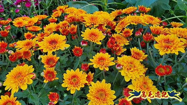 2025士林官邸菊展 (55).jpg