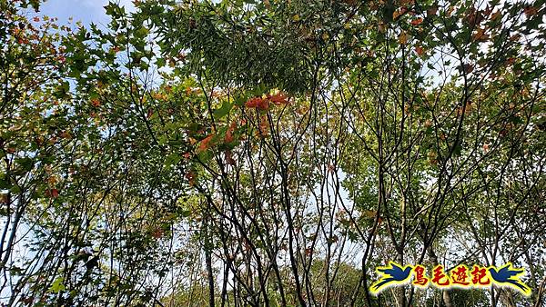 貢寮車站-大嶺古道-五酒桶山-龍崗山-五叉路-灣坑頭山-桃源谷-大里車站 (14).jpg