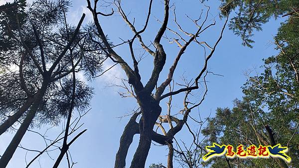 上林國小-東內平林山-上林山-平林山-灣穹O形 (30).jpg