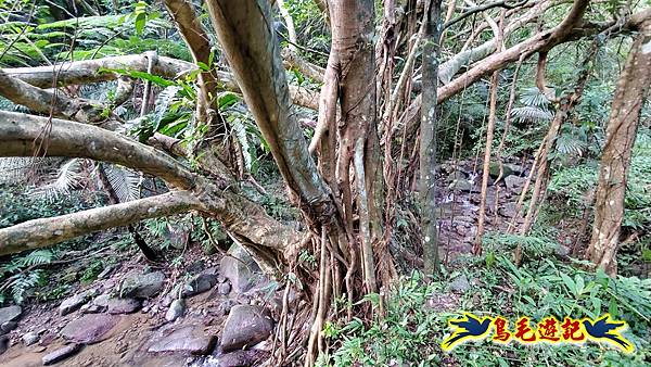 龍洞坑古道苦苓嶺南雅山出海園古道O形 (13).jpg