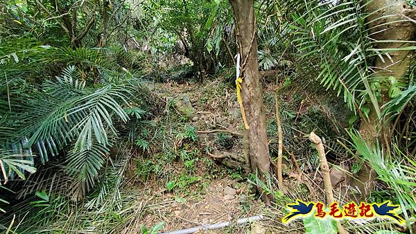 龍洞坑古道苦苓嶺南雅山出海園古道O形 (9).jpg