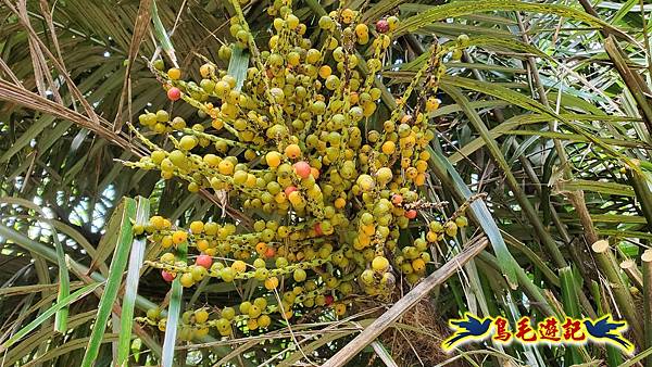 龍洞坑古道苦苓嶺南雅山出海園古道O形 (10).jpg