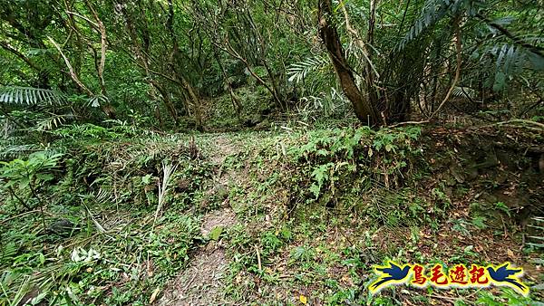 龍洞坑古道苦苓嶺南雅山出海園古道O形 (15).jpg