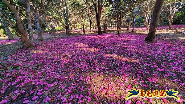 初冬閃亮耀眼~黃金楓 (11).jpg