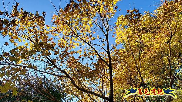 初冬閃亮耀眼~黃金楓 (7).jpg