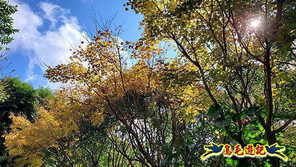 初冬閃亮耀眼~黃金楓 (8).jpg