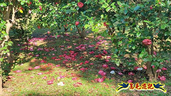 初冬閃亮耀眼~黃金楓 (10).jpg