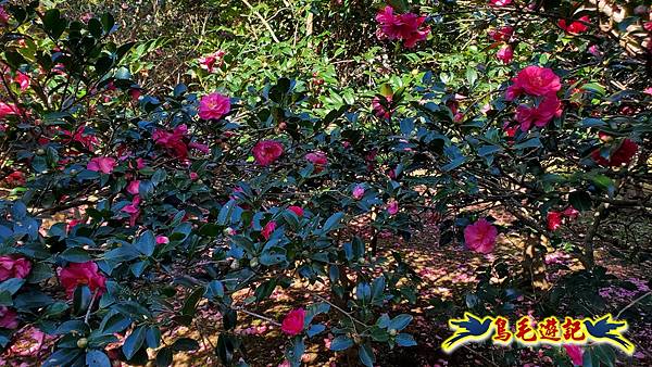 初冬閃亮耀眼~黃金楓 (13).jpg