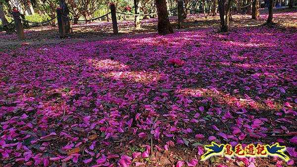 初冬閃亮耀眼~黃金楓 (12).jpg