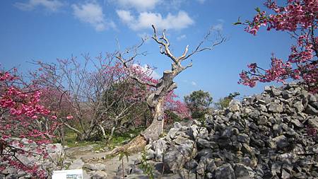 IMG_7098.JPG
