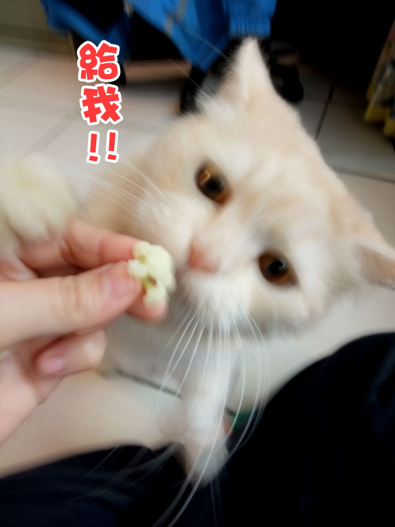 愛吃花椰菜的貓 美男子的神祕後花園 痞客邦 愛吃花椰菜的貓 美男子的神祕後花園 痞客邦