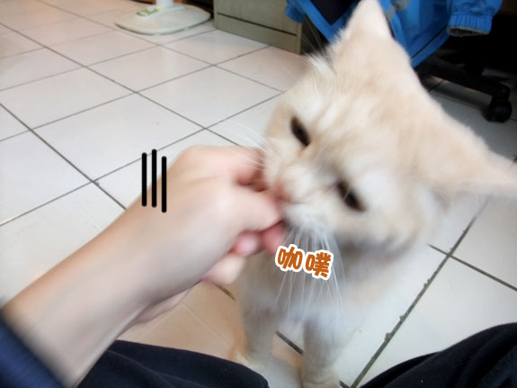 愛吃花椰菜的貓 美男子的神祕後花園 痞客邦 愛吃花椰菜的貓 美男子的神祕後花園 痞客邦