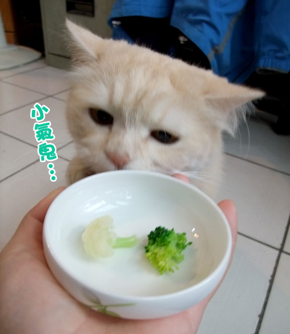 愛吃花椰菜的貓 美男子的神祕後花園 痞客邦 愛吃花椰菜的貓 美男子的神祕後花園 痞客邦