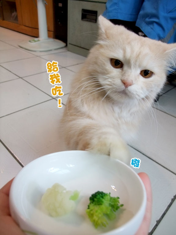 愛吃花椰菜的貓 美男子的神祕後花園 痞客邦 愛吃花椰菜的貓 美男子的神祕後花園 痞客邦