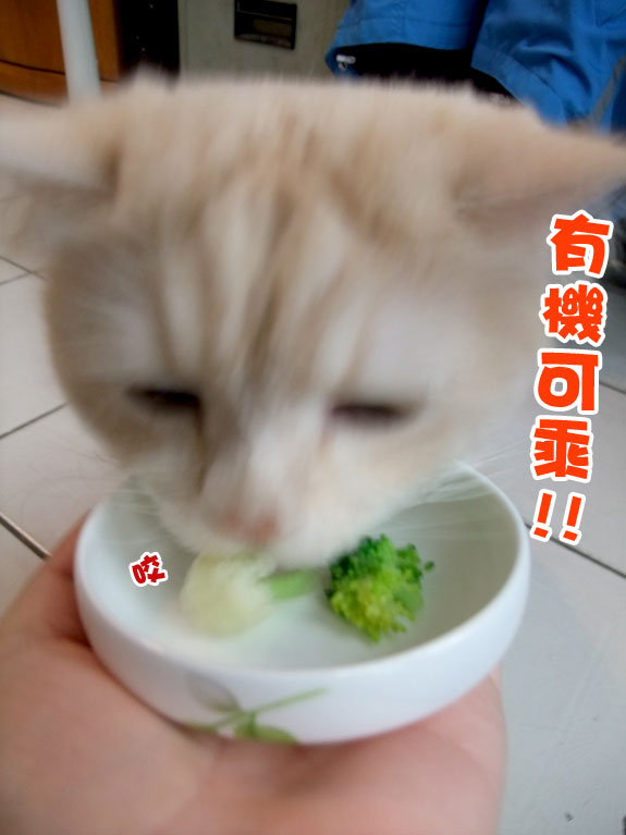 愛吃花椰菜的貓 美男子的神祕後花園 痞客邦 愛吃花椰菜的貓 美男子的神祕後花園 痞客邦
