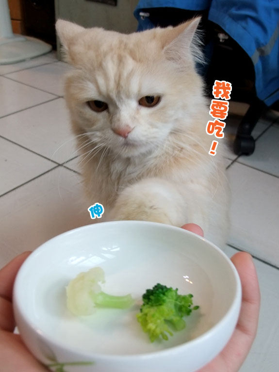 愛吃花椰菜的貓 美男子的神祕後花園 痞客邦 愛吃花椰菜的貓 美男子的神祕後花園 痞客邦