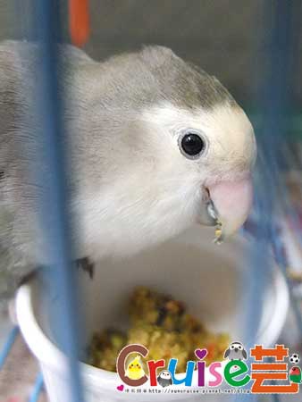 蘆-(2) 蘆-(2)