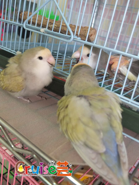 么松卷-(4).jpg 么松卷-(4).jpg