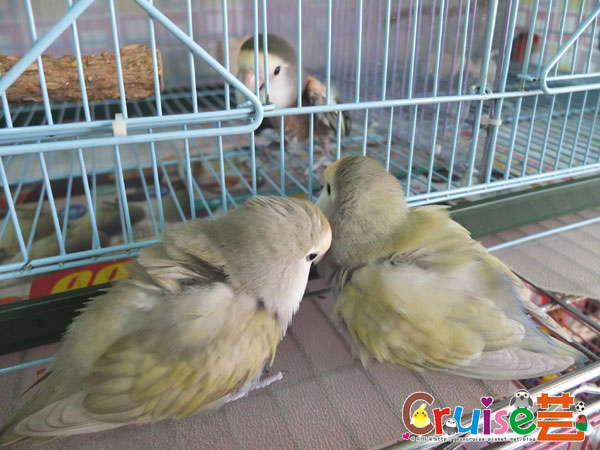 么松卷-(1).jpg 么松卷-(1).jpg