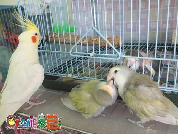 么松卷吉-(5).jpg 么松卷吉-(5).jpg