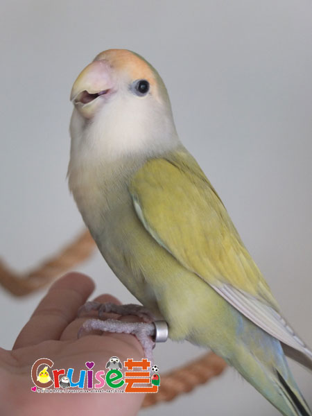 杏-(4).jpg 杏-(4).jpg