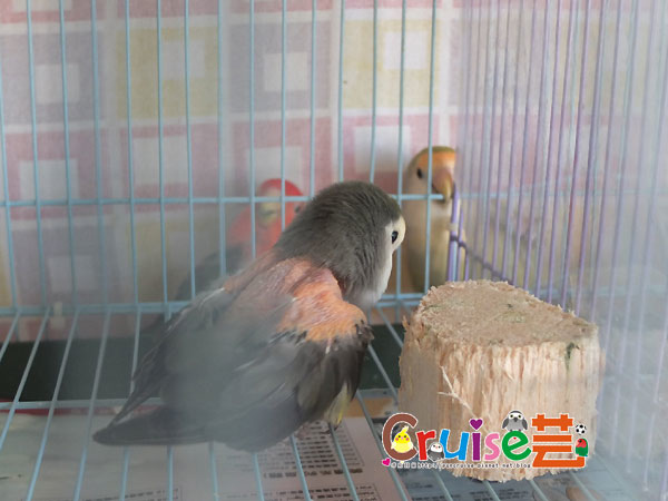 杏核么-(1).jpg 杏核么-(1).jpg