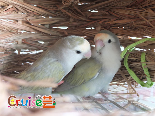 松卷-(8).jpg 松卷-(8).jpg