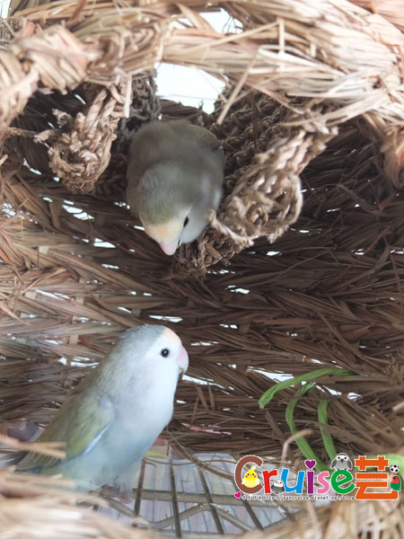 松卷-(3).jpg 松卷-(3).jpg