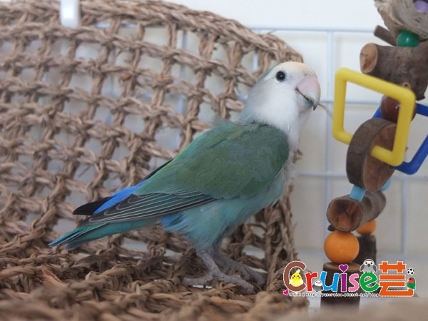 青-(2).jpg 青-(2).jpg