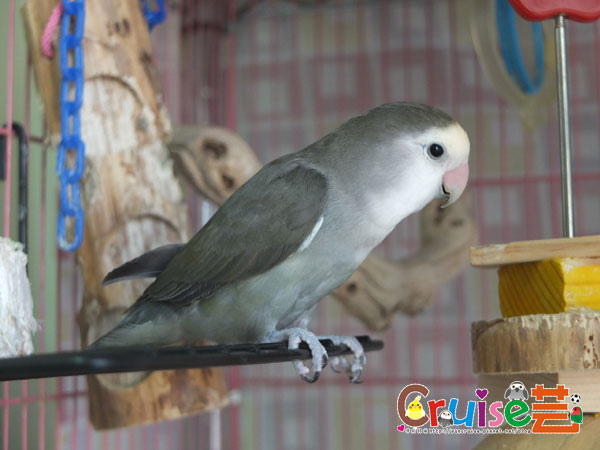 椰-(2).jpg 椰-(2).jpg