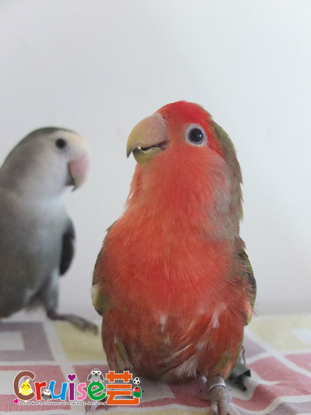 核椰-(1).jpg 核椰-(1).jpg