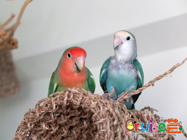 薄青-(1).jpg 薄青-(1).jpg