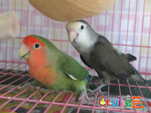 薄椰-(2).jpg 薄椰-(2).jpg