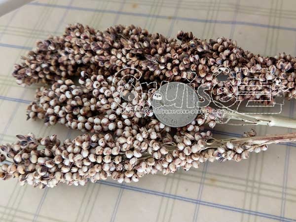 台灣製造_台產鳥飼料&鸚鵡飼料及營養補充品