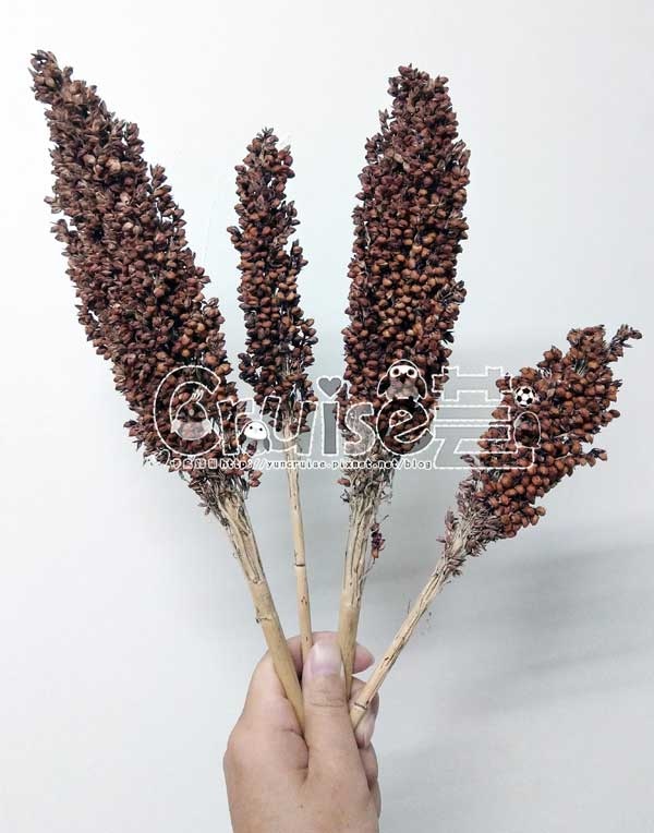 台灣製造_台產鳥飼料&鸚鵡飼料及營養補充品