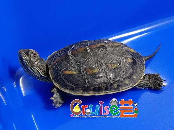 181129-(7) 181129-(7)