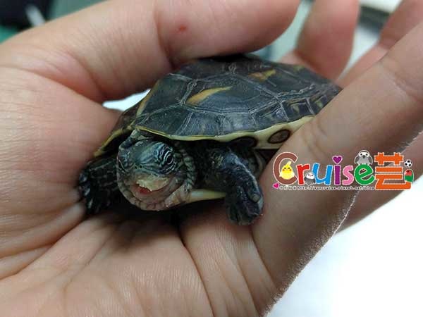 181211 (8) 181211 (8)