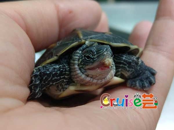 181211 (7) 181211 (7)