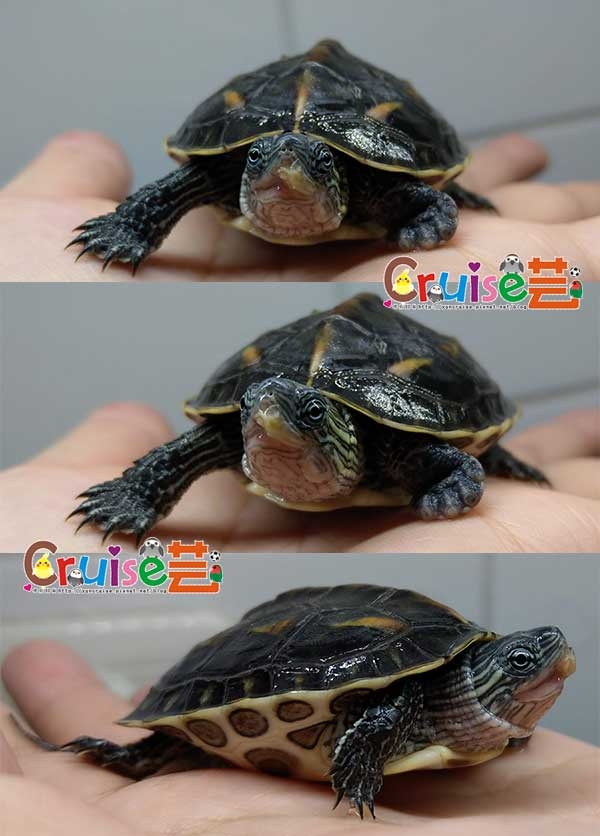 181211 (12) 181211 (12)