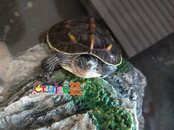 181215-(1) 181215-(1)