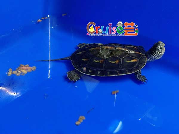 181217-(12) 181217-(12)