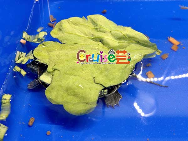 181218-(5) 181218-(5)