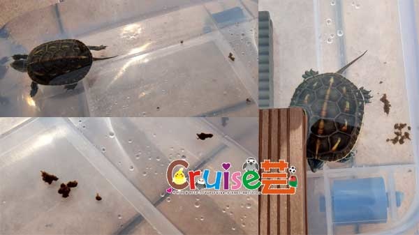 181223-丸圭大便-(1) 181223-丸圭大便-(1)