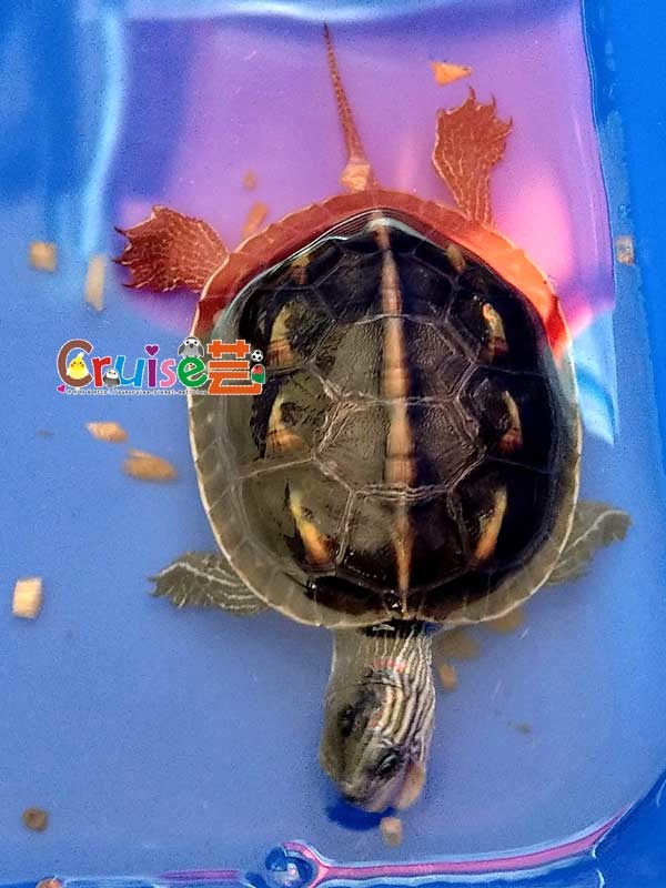 181223-(41) 181223-(41)