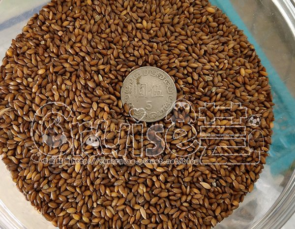 台灣製造_台產鳥飼料&鸚鵡飼料及營養補充品