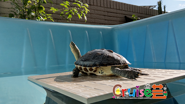 丸圭的KB500泳池渡假別墅 2023/08/13更新