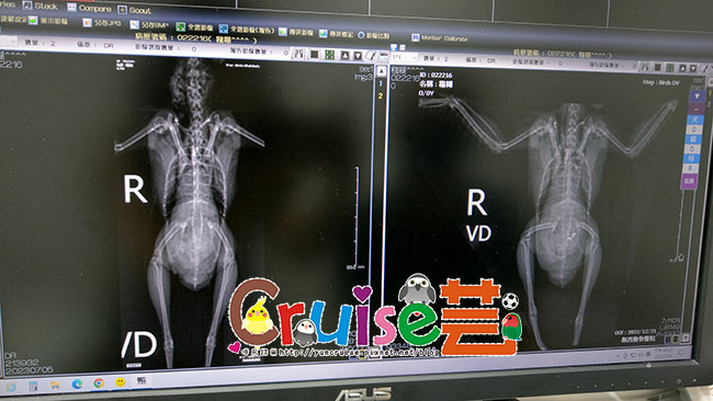 糨糊的身體狀況&醫療記錄