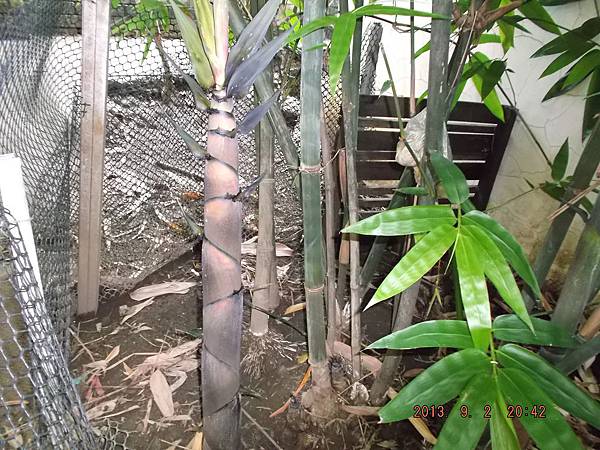 巨竹成長