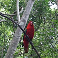 紅鸚鵡